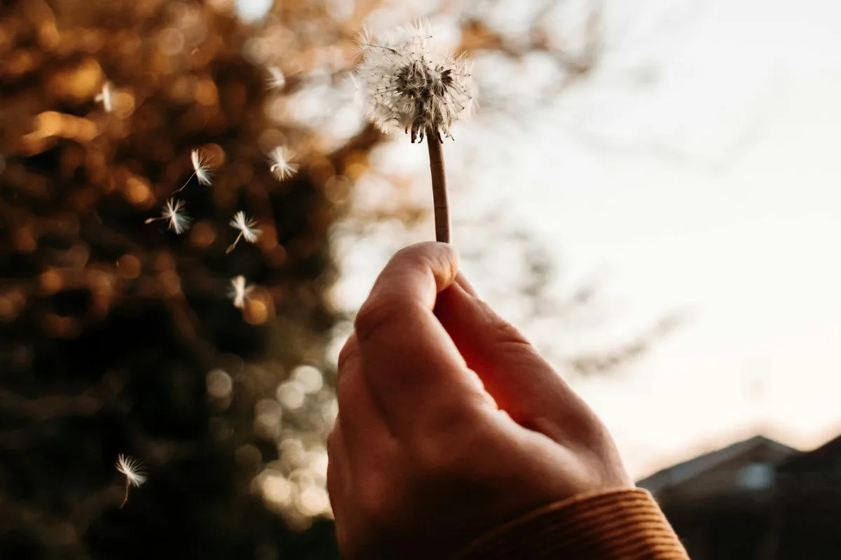 hand holding a dandelion as the seeds drift away into the breeze