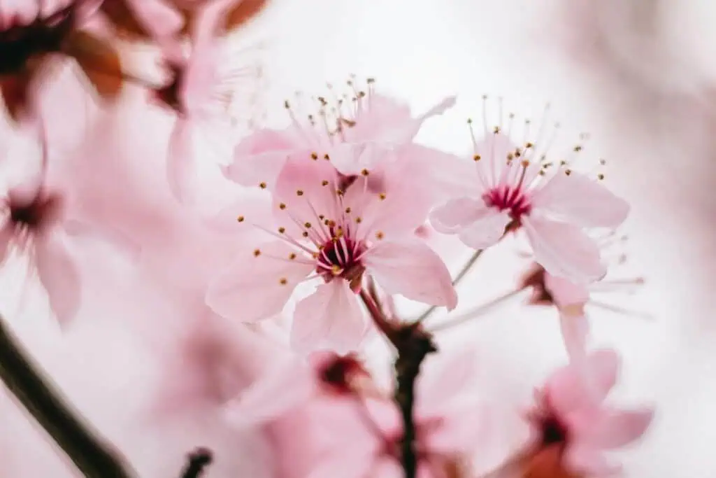 close-up of soft pink cherry blossoms blooming on a delicate branch with a blurred pastel background