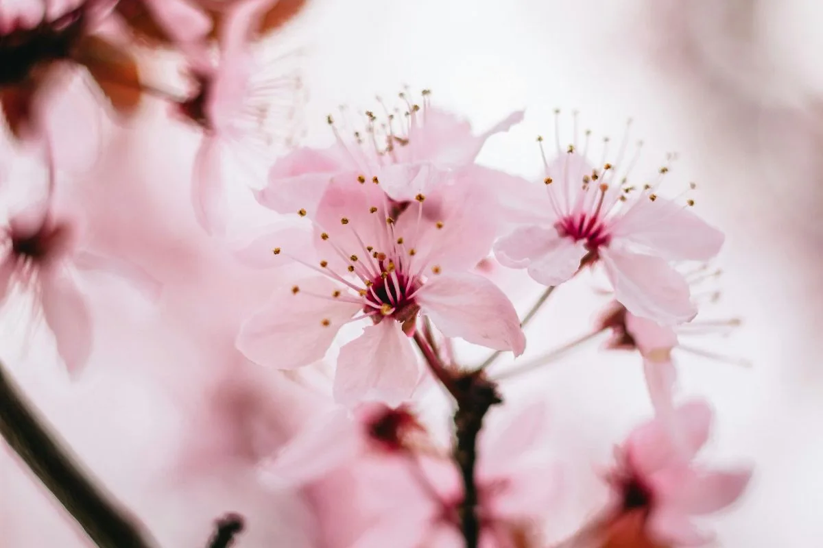 close-up of soft pink cherry blossoms blooming on a delicate branch with a blurred pastel background