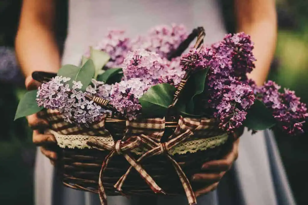 hand holding a rustic basket filled with purple lilacs and green leaves, tied with a checked ribbon