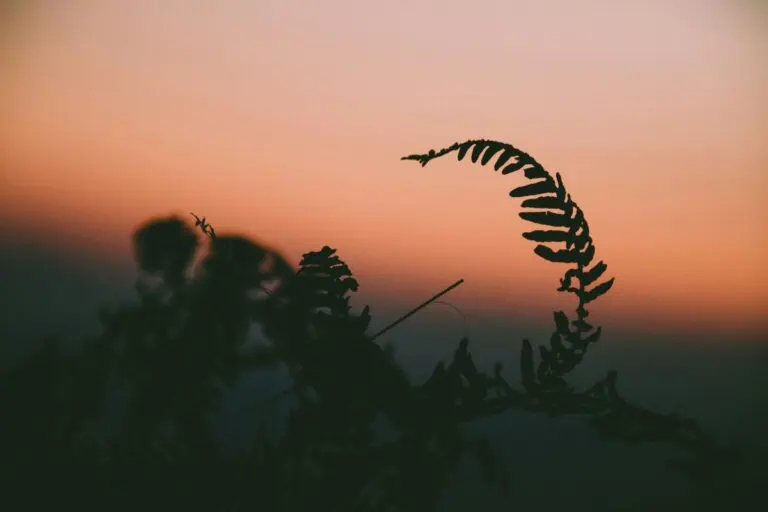 a graceful fern silhouette curling against a soft peach and mauve sunset sky, capturing nature’s quiet farewell to the day